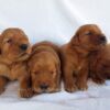 Image of Dark Golden 🤎 July 31, a Golden Retriever puppy