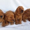 Image of Dark Golden 🤎 July 31, a Golden Retriever puppy