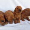 Image of Dark Golden 🤎 July 31, a Golden Retriever puppy