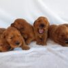 Image of Dark Golden 🤎 July 31, a Golden Retriever puppy