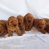 Image of Dark Golden 🤎 July 31, a Golden Retriever puppy