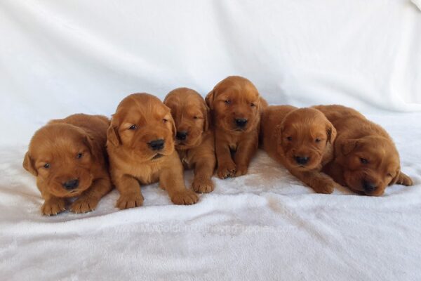 Image of Dark Golden 🤎 July 31, a Golden Retriever puppy