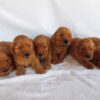 Image of Dark Golden 🤎 July 31, a Golden Retriever puppy