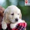 Image of Baxter, a Golden Retriever puppy