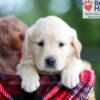 Image of Baxter, a Golden Retriever puppy