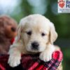 Image of Baxter, a Golden Retriever puppy