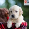 Image of Baxter, a Golden Retriever puppy