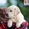 Image of Baxter, a Golden Retriever puppy