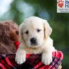 Image of Baxter, a Golden Retriever puppy