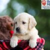 Image of Baxter, a Golden Retriever puppy