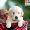 Image of Baxter, a Golden Retriever puppy