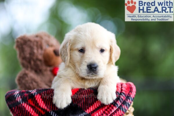 Image of Baxter, a Golden Retriever puppy