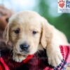 Image of Bear, a Golden Retriever puppy