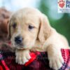 Image of Bear, a Golden Retriever puppy