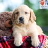 Image of Bear, a Golden Retriever puppy