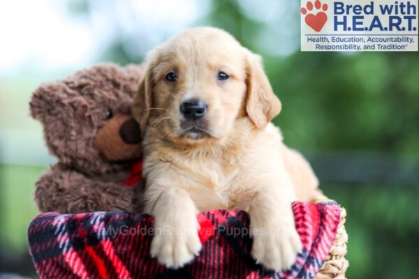 Image of Bear, a Golden Retriever puppy