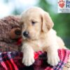 Image of Bear, a Golden Retriever puppy