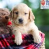 Image of Bear, a Golden Retriever puppy