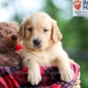 Image of Bear, a Golden Retriever puppy