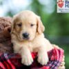 Image of Bear, a Golden Retriever puppy