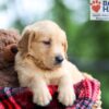 Image of Bear, a Golden Retriever puppy