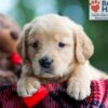 Image of Bella, a Golden Retriever puppy
