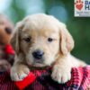 Image of Bella, a Golden Retriever puppy