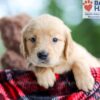 Image of Bella, a Golden Retriever puppy