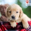 Image of Bella, a Golden Retriever puppy