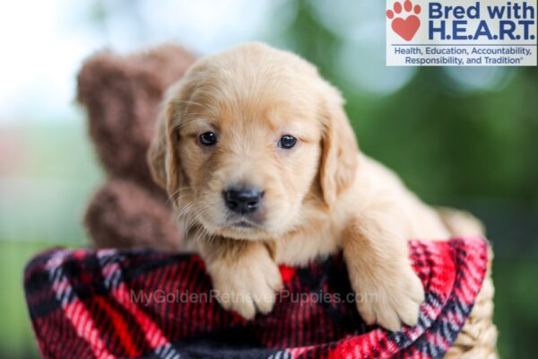 Image of Bella, a Golden Retriever puppy