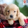 Image of Bella, a Golden Retriever puppy