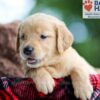 Image of Bella, a Golden Retriever puppy