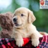 Image of Bella, a Golden Retriever puppy