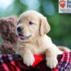 Image of Bella, a Golden Retriever puppy