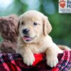Image of Bella, a Golden Retriever puppy