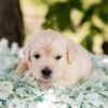 Image of Biscuit, a Golden Retriever puppy
