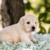 Image of Biscuit, a Golden Retriever puppy