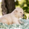 Image of Biscuit, a Golden Retriever puppy