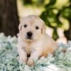 Image of Biscuit, a Golden Retriever puppy