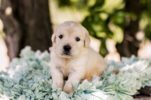 Image of Biscuit, a Golden Retriever puppy