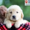 Image of Blake, a Golden Retriever puppy