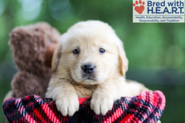 Image of Blake, a Golden Retriever puppy