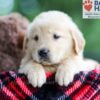 Image of Blake, a Golden Retriever puppy