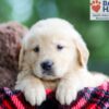 Image of Blake, a Golden Retriever puppy