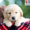 Image of Blake, a Golden Retriever puppy