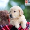 Image of Blake, a Golden Retriever puppy