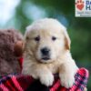 Image of Blake, a Golden Retriever puppy