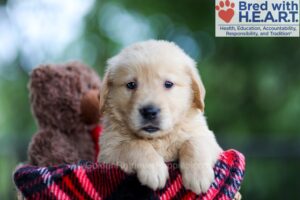 Image of Blake, a Golden Retriever puppy