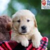 Image of Blake, a Golden Retriever puppy