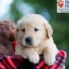 Image of Blake, a Golden Retriever puppy